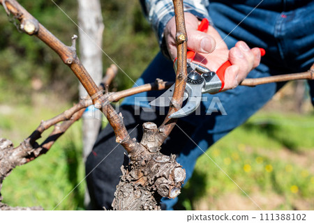 Farmer pruning the vine in winter. Agriculture. Farmer pruning the vine in winter. Agriculture. 111388102