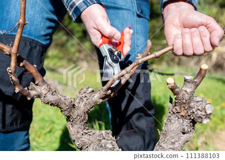 Farmer pruning the vine in winter. Agriculture. Farmer pruning the vine in winter. Agriculture. 111388103