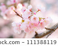 Sakura 002 111388119