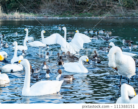 The elegant and lively flapping wings of swans wintering in the Arakawa River in the Tokyo metropolitan area 111388151