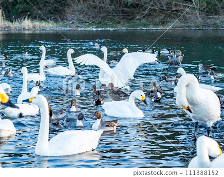 The elegant and lively flapping wings of swans wintering in the Arakawa River in the Tokyo metropolitan area 111388152