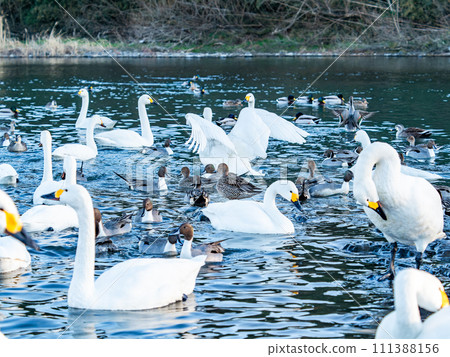 The elegant and lively flapping wings of swans wintering in the Arakawa River in the Tokyo metropolitan area The elegant and lively flapping wings of swans wintering in the Arakawa River in the Tokyo metropolitan area 111388156