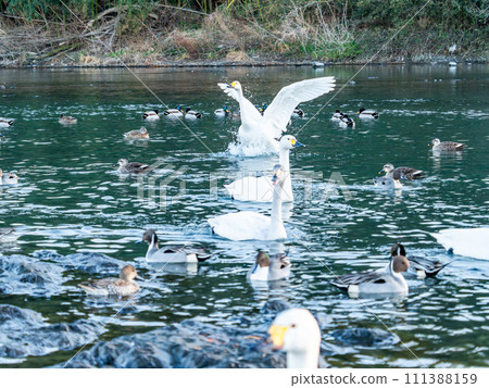 The elegant and lively flapping wings of swans wintering in the Arakawa River in the Tokyo metropolitan area The elegant and lively flapping wings of swans wintering in the Arakawa River in the Tokyo metropolitan area 111388159