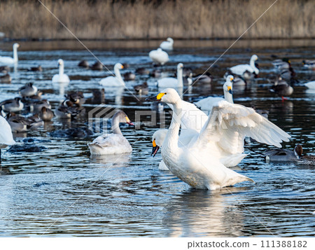The elegant and lively flapping wings of swans wintering in the Arakawa River in the Tokyo metropolitan area 111388182
