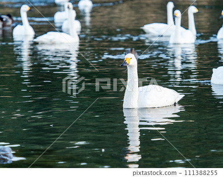 A flock of elegant and beautiful swans wintering in the Arakawa River in the Tokyo metropolitan area 111388255