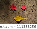 Bright red maple leaves fallen to the ground 111388256