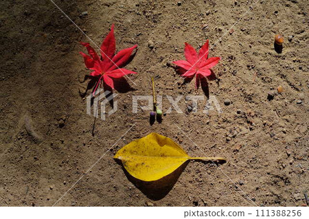 Bright red maple leaves fallen to the ground 111388256