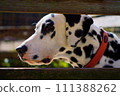 Puppy to look at 111388262