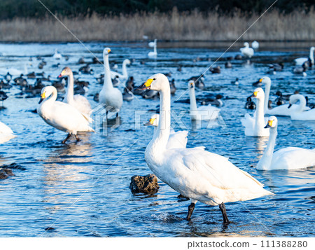 A flock of elegant and beautiful swans wintering in the Arakawa River in the Tokyo metropolitan area 111388280