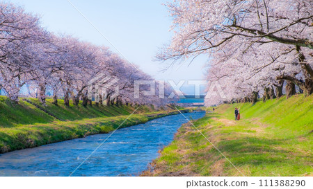 A row of cherry blossom trees in Asahi Funakawa (soft focus) 111388290