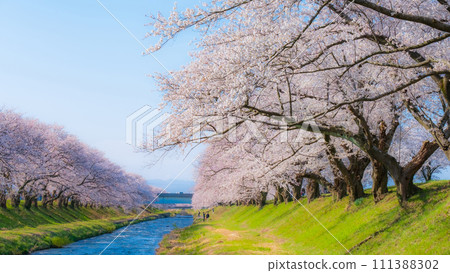 A row of cherry blossom trees in Asahi Funakawa (soft focus) 111388302