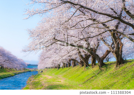 A row of cherry blossom trees in Asahi Funakawa (soft focus) A row of cherry blossom trees in Asahi Funakawa (soft focus) 111388304