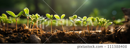 Close-up photo of seedlings at surface level represent new beginnings, life force, abundance and sustainability. It can be used in advertising, communication, education or decoration up to creativity. Close-up photo of seedlings at surface level represent new beginnings, life force, abundance and sustainability. It can be used in advertising, communication, education or decoration up to creativity. 111388408