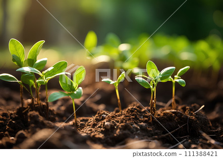Close-up photo of seedlings at surface level represent new beginnings, life force, abundance and sustainability. It can be used in advertising, communication, education or decoration up to creativity. 111388421