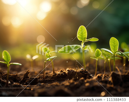 Close-up photo of seedlings at surface level represent new beginnings, life force, abundance and sustainability. It can be used in advertising, communication, education or decoration up to creativity. Close-up photo of seedlings at surface level represent new beginnings, life force, abundance and sustainability. It can be used in advertising, communication, education or decoration up to creativity. 111388433