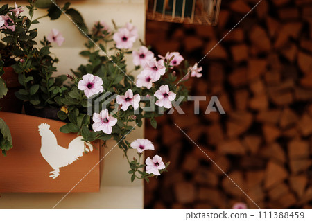 Pink flowers in rustic basket, firewood background. 111388459