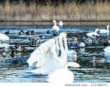 The elegant and lively flapping wings of swans wintering in the Arakawa River in the Tokyo metropolitan area 111388473