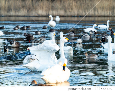 The elegant and lively flapping wings of swans wintering in the Arakawa River in the Tokyo metropolitan area 111388480
