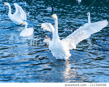 The elegant and lively flapping wings of swans wintering in the Arakawa River in the Tokyo metropolitan area 111388496