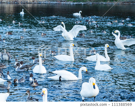 The elegant and lively flapping wings of swans wintering in the Arakawa River in the Tokyo metropolitan area The elegant and lively flapping wings of swans wintering in the Arakawa River in the Tokyo metropolitan area 111388569