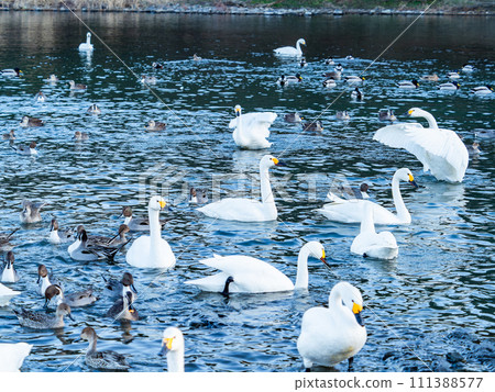 The elegant and lively flapping wings of swans wintering in the Arakawa River in the Tokyo metropolitan area 111388577