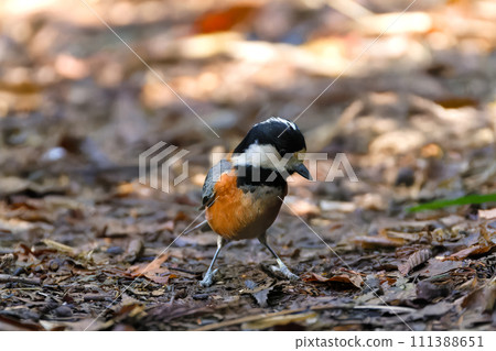 多變 多變 111388651