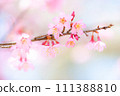 Sakura 004 Okamezakura 111388810