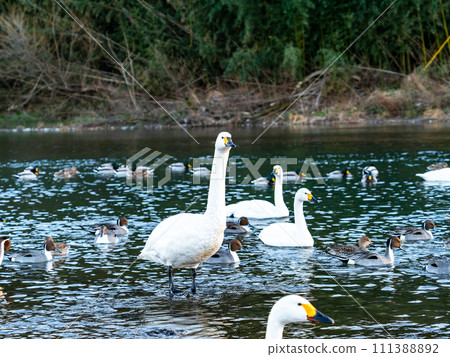 A flock of elegant and beautiful swans wintering in the Arakawa River in the Tokyo metropolitan area 111388892