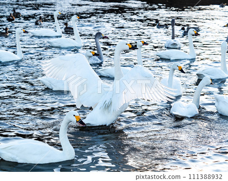 The elegant and lively flapping wings of swans wintering in the Arakawa River in the Tokyo metropolitan area The elegant and lively flapping wings of swans wintering in the Arakawa River in the Tokyo metropolitan area 111388932