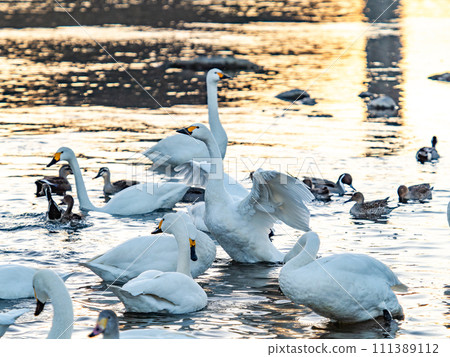 A flock of elegant and beautiful swans wintering in the Arakawa River in the Tokyo metropolitan area, their wings fluttering dynamically in the light of the setting sun. 111389112