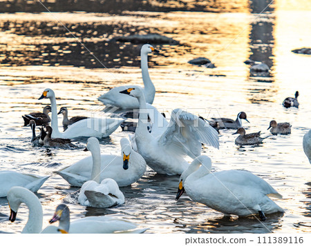 A flock of elegant and beautiful swans wintering in the Arakawa River in the Tokyo metropolitan area, their wings fluttering dynamically in the light of the setting sun. A flock of elegant and beautiful swans wintering in the Arakawa River in the Tokyo metropolitan area, their wings fluttering dynamically in the light of the setting sun. 111389116