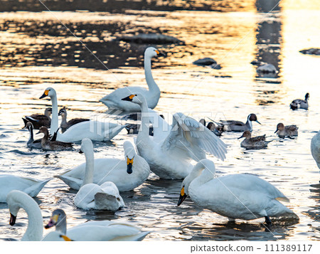 A flock of elegant and beautiful swans wintering in the Arakawa River in the Tokyo metropolitan area, their wings fluttering dynamically in the light of the setting sun. A flock of elegant and beautiful swans wintering in the Arakawa River in the Tokyo metropolitan area, their wings fluttering dynamically in the light of the setting sun. 111389117