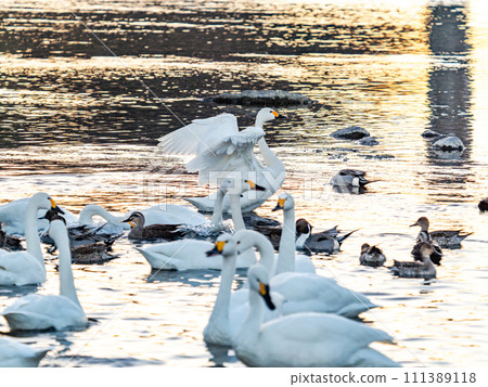 A flock of elegant and beautiful swans wintering in the Arakawa River in the Tokyo metropolitan area, their wings fluttering dynamically in the light of the setting sun. A flock of elegant and beautiful swans wintering in the Arakawa River in the Tokyo metropolitan area, their wings fluttering dynamically in the light of the setting sun. 111389118