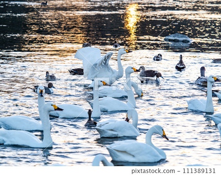 A flock of elegant and beautiful swans wintering in the Arakawa River in the Tokyo metropolitan area, their wings fluttering dynamically in the light of the setting sun. 111389131