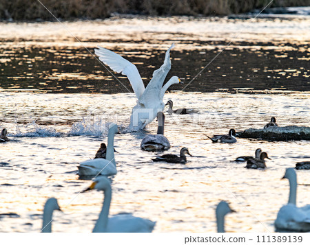 A flock of elegant and beautiful swans wintering in the Arakawa River in the Tokyo metropolitan area, their wings fluttering dynamically in the light of the setting sun. 111389139