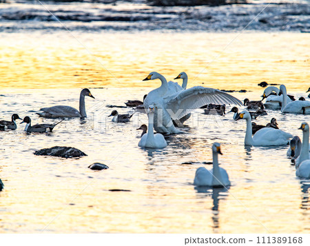 A flock of elegant and beautiful swans wintering in the Arakawa River in the Tokyo metropolitan area, their wings fluttering dynamically in the light of the setting sun. 111389168