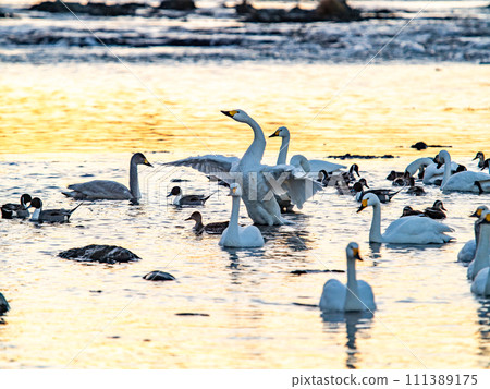 A flock of elegant and beautiful swans wintering in the Arakawa River in the Tokyo metropolitan area, their wings fluttering dynamically in the light of the setting sun. A flock of elegant and beautiful swans wintering in the Arakawa River in the Tokyo metropolitan area, their wings fluttering dynamically in the light of the setting sun. 111389175