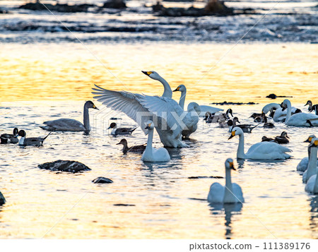 A flock of elegant and beautiful swans wintering in the Arakawa River in the Tokyo metropolitan area, their wings fluttering dynamically in the light of the setting sun. A flock of elegant and beautiful swans wintering in the Arakawa River in the Tokyo metropolitan area, their wings fluttering dynamically in the light of the setting sun. 111389176