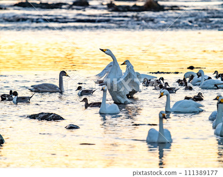 A flock of elegant and beautiful swans wintering in the Arakawa River in the Tokyo metropolitan area, their wings fluttering dynamically in the light of the setting sun. A flock of elegant and beautiful swans wintering in the Arakawa River in the Tokyo metropolitan area, their wings fluttering dynamically in the light of the setting sun. 111389177