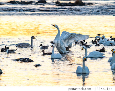 A flock of elegant and beautiful swans wintering in the Arakawa River in the Tokyo metropolitan area, their wings fluttering dynamically in the light of the setting sun. 111389178