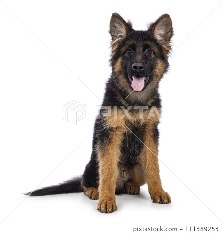 German Shepherd on white background German Shepherd on white background 111389253