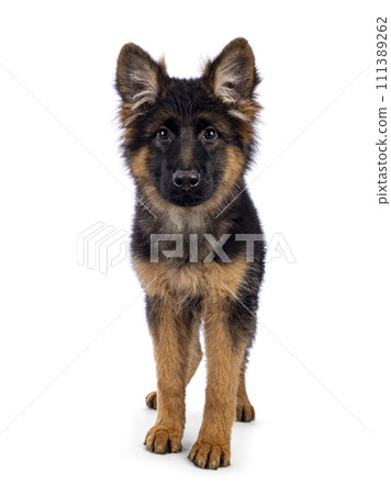 German Shepherd on white background 111389262
