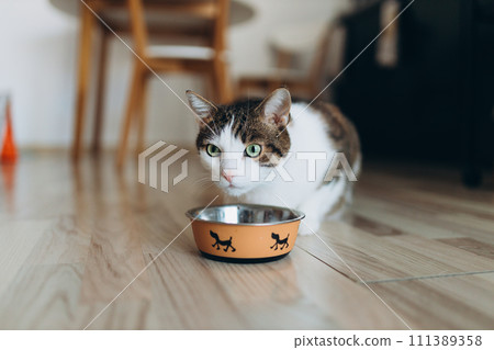 Beautiful feline cat eating on a metal dog bowl. Cute domestic animal. House comfort concept, indoor. Cope space. Beautiful feline cat eating on a metal dog bowl. Cute domestic animal. House comfort concept, indoor. Cope space. 111389358