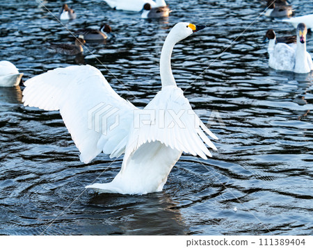 The elegant and lively flapping wings of swans wintering in the Arakawa River in the Tokyo metropolitan area The elegant and lively flapping wings of swans wintering in the Arakawa River in the Tokyo metropolitan area 111389404