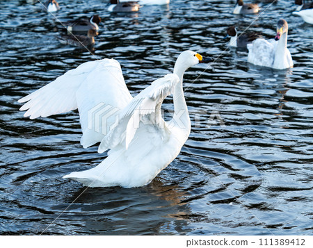 The elegant and lively flapping wings of swans wintering in the Arakawa River in the Tokyo metropolitan area 111389412