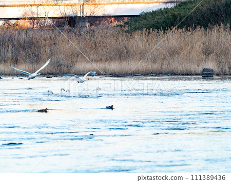 Swans wintering in the Arakawa River in the Tokyo metropolitan area, graceful flight in the evening 111389436