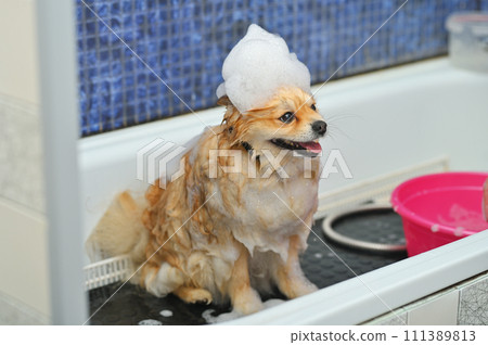 A Pomeranian dog with soap foam on his head is bathing in the bathroom at a specialized dog care salon. Pet care. 111389813