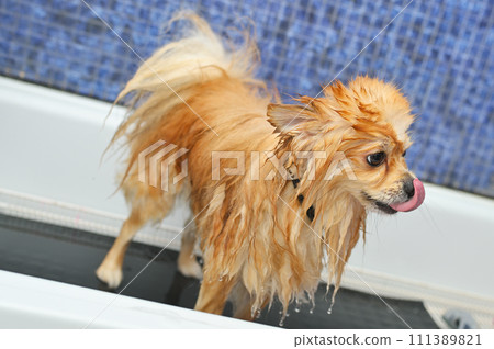 A groomer bathes a Pomeranian dog in the shower at a specialized pet care salon. A groomer bathes a Pomeranian dog in the shower at a specialized pet care salon. 111389821