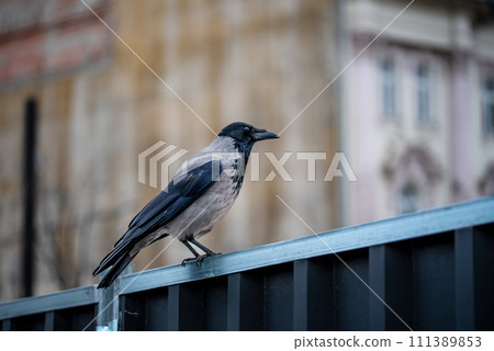 Hooded crow sitting on a fence 111389853