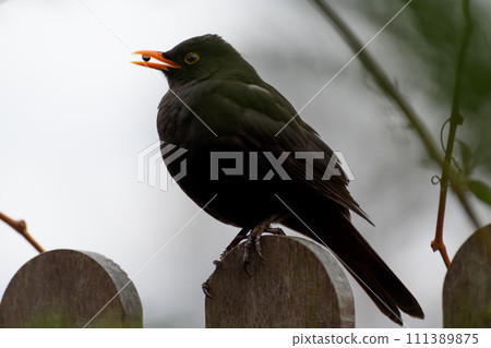 black thrush singing sitting on the fence 111389875